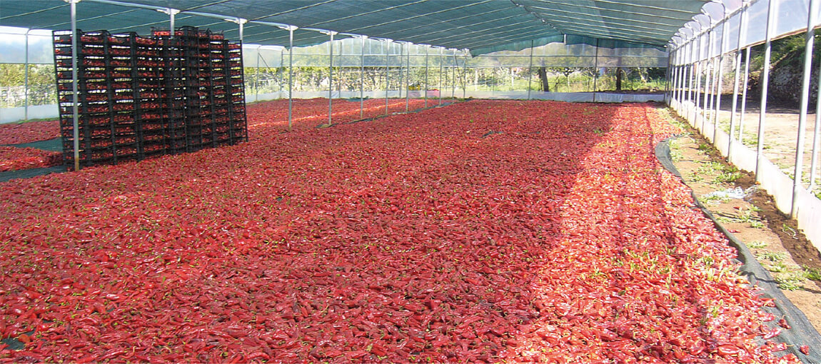 Essicamento peperoncino
